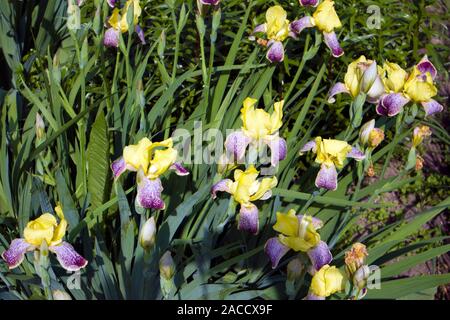 Bella la boccola di crescente iride fiori con giallo e viola motley petali su un prato a molla Foto Stock