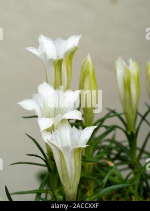 Bianco,a forma di tromba dei fiori di autunno fioriture alpine impianto farden, Gentiana sino-ornata 'Serenity' Foto Stock