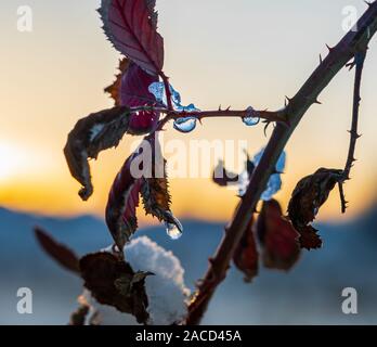 Un ramo di color ruggine Foglie di autunno di un rovo coperto con spumante trasparente gocce di ghiaccio contro un chiaro cielo invernale all'inizio blue h Foto Stock