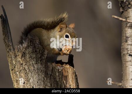 American scoiattolo rosso (Tamiasciurus hudsonicus) in alimentazione invernale con le noci Foto Stock