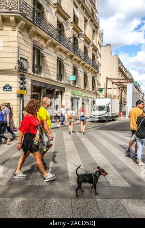 Donna camminare cane più terrier sul crosswalk a Parigi, Francia, Europa Foto Stock