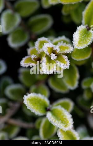 Close up coperto di brina ligustro foglie. Foto Stock