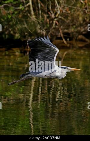 Airone cenerino, Scotland, Regno Unito. Foto Stock