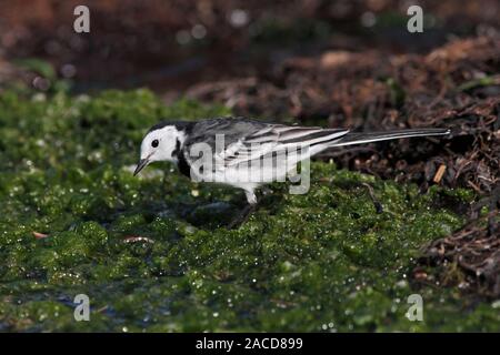 PIED WAGTAIL, Scotland, Regno Unito. Foto Stock