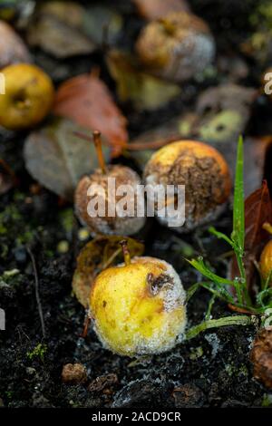 Mini Windfallen nenti la partecipazione mele, marciume sul terreno ghiacciato. Foto Stock