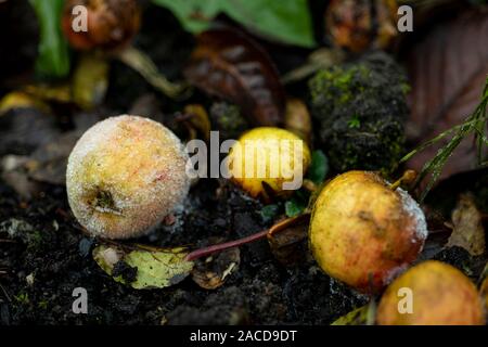 Mini Windfallen nenti la partecipazione mele, marciume sul terreno ghiacciato. Foto Stock