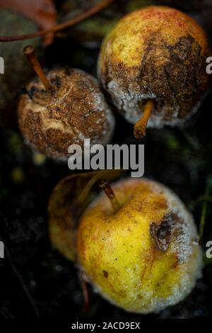 Mini Windfallen nenti la partecipazione mele, marciume sul terreno ghiacciato. Foto Stock