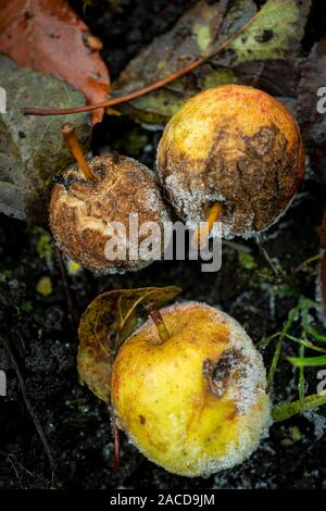 Mini Windfallen nenti la partecipazione mele, marciume sul terreno ghiacciato. Foto Stock