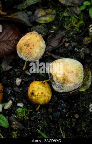 Mini Windfallen nenti la partecipazione mele, marciume sul terreno ghiacciato. Foto Stock