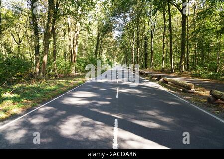 Vuoto a due corsie stradali del paese attraverso la foresta - bosco sfondo di viaggio con spazio di copia Foto Stock