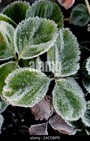 Frost coperto di foglie di fragola. Foto Stock