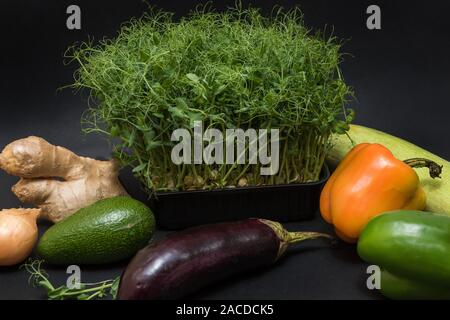 Germogli di micro verde Foto Stock