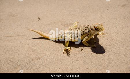 Mojave fringe-toed lizard nel deserto di Mojave, STATI UNITI D'AMERICA Foto Stock