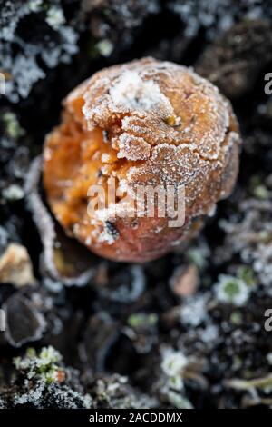 Vento mele caduti marciume sul suolo coperto di brina. Foto Stock