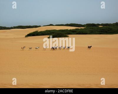 Dune di Medanos de Coro del Parco Nazionale in coro nel Falcon di Stato in Venezuela Foto Stock
