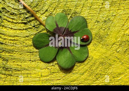 La foto mostra Lucky Clover e una coccinella Foto Stock