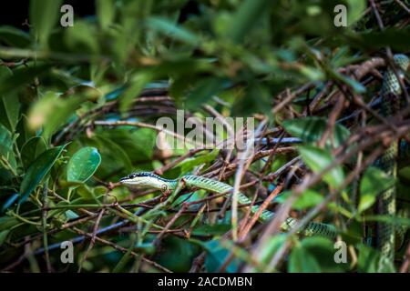 Grande e bel eyed viper pronto in alberi Foto Stock