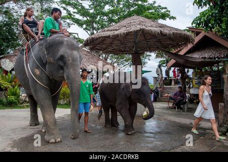 Phuket, Tailandia - 24 Novembre 2015: turisti ride su elefanti. I turisti sono seduti su un adulto di elefante, e un po' di vitello di elefante è mangiare coco Foto Stock