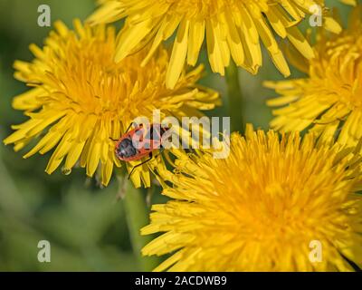 Fire bug su un fiore di tarassaco Foto Stock