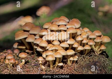 Grigio-lasciava in testa di zolfo, Hypholoma capnoides, nella foresta Foto Stock