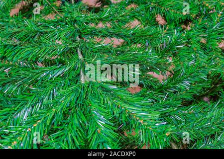 Assemblato verde artificiale albero di Natale dettagli all'interno di casa. Verde rami finti sagomando una festosa pino, senza ornamenti. Foto Stock