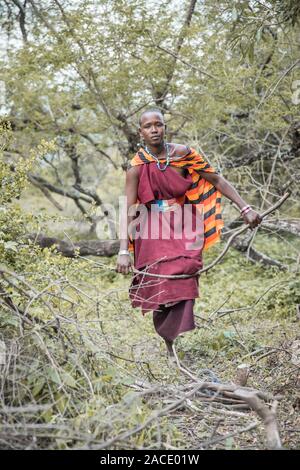 Stesso, Tanzania, 11 Giugno 2019: Maasai donna la raccolta di legna da ardere da foresta Foto Stock