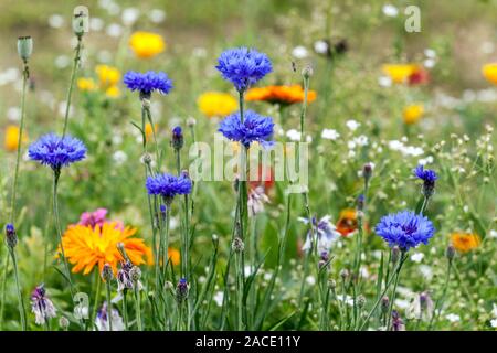 Bottoni per scapolo Centaurea cyanus in colorato letto di fiori fiori fiori di prato estivi Fiori di mais Foto Stock