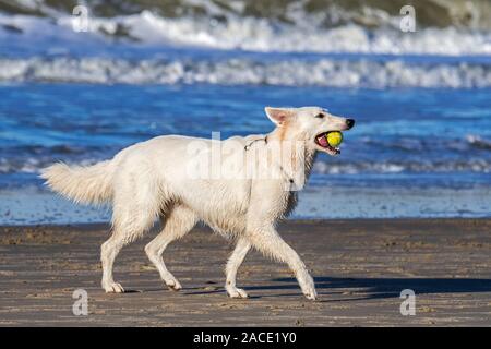 Unleashed Berger Blanc Suisse / Pastore Svizzero bianco, bianco forma di pastore tedesco cane che corre con la palla da tennis in bocca sulla spiaggia Foto Stock