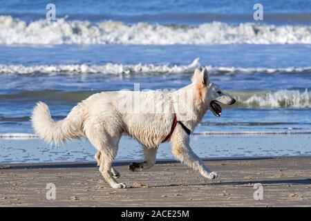 Unleashed Berger Blanc Suisse / Pastore Svizzero bianco, bianco forma di pastore tedesco cane che corre sulla spiaggia Foto Stock