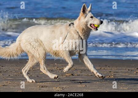 Unleashed Berger Blanc Suisse / Pastore Svizzero bianco, bianco forma di pastore tedesco cane che corre con la palla da tennis in bocca sulla spiaggia Foto Stock