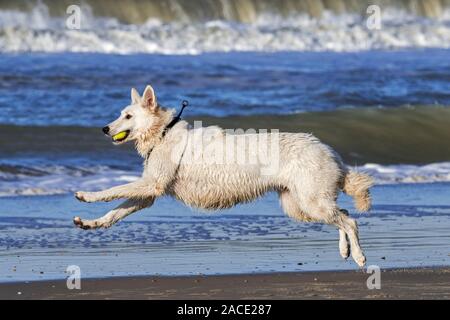 Unleashed Berger Blanc Suisse / Pastore Svizzero bianco, bianco forma di pastore tedesco cane che corre con la palla da tennis in bocca sulla spiaggia Foto Stock