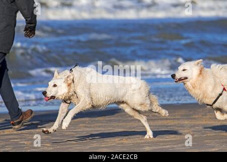 Due scatenato Berger Blanc Suisse cani / bianco Svizzero di pastori, bianco forma di pastore tedesco cane in esecuzione passato walker sulla spiaggia Foto Stock