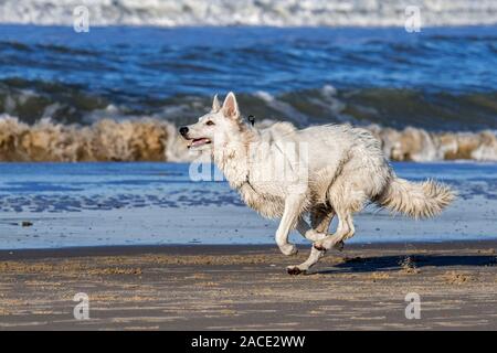 Unleashed Berger Blanc Suisse / Pastore Svizzero bianco, bianco forma di pastore tedesco cane che corre sulla spiaggia Foto Stock