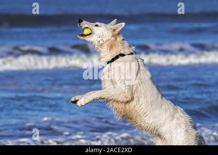 Unleashed Berger Blanc Suisse / Pastore Svizzero bianco, bianco forma di pastore tedesco cane giocando fetch con palla da tennis sulla spiaggia Foto Stock