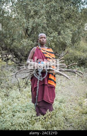 Stesso, Tanzania, 11 Giugno 2019: Maasai donna la raccolta di legna da ardere da foresta Foto Stock