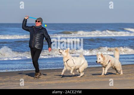 Proprietario del cane con palla da tennis launcher fetch giocando sulla spiaggia di sabbia con due scatenato Berger Blanc Suisse cani / bianco Svizzero di pastori Foto Stock