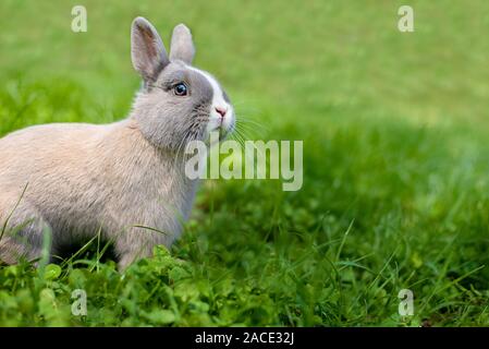 Poco divertente coniglio nano. Coniglietto di pasqua su uno sfondo verde. Spazio di copia Foto Stock