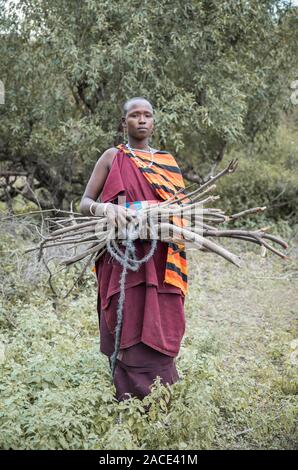 Stesso, Tanzania, 11 Giugno 2019: Maasai donna la raccolta di legna da ardere da foresta Foto Stock