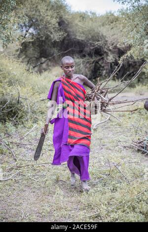 Stesso, Tanzania, 11 Giugno 2019: Maasai donna la raccolta di legna da ardere da foresta Foto Stock