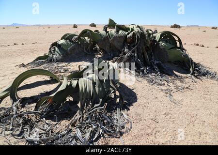 Damaraland, la straordinaria Welwitschia mirabilis, una pianta millenaria che vive solo in Namibia Foto Stock