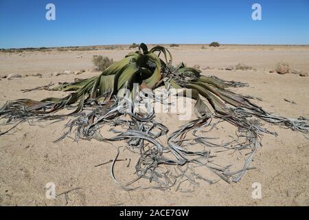 Damaraland, la straordinaria Welwitschia mirabilis, una pianta millenaria che vive solo in Namibia Foto Stock