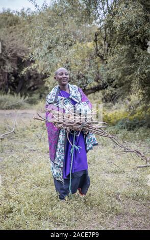 Stesso, Tanzania, 11 Giugno 2019: Maasai donna la raccolta di legna da ardere da foresta Foto Stock