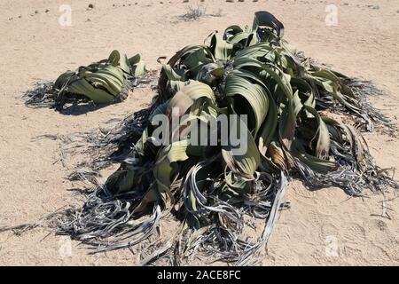 Damarland, la straordinaria Welwitschia mirabilis, una pianta millenaria che vive solo in Namibia Foto Stock