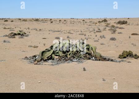 Damaraland, la straordinaria Welwitschia mirabilis, una pianta millenaria che vive solo in Namibia Foto Stock