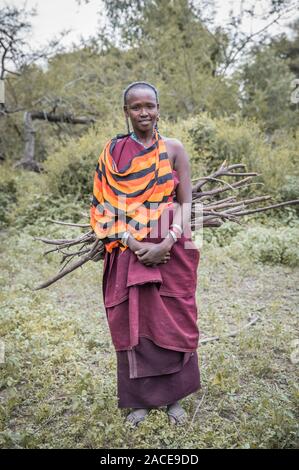 Stesso, Tanzania, 11 Giugno 2019: Maasai donna la raccolta di legna da ardere da foresta Foto Stock