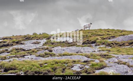 Due blackfaced scozzese di pecora con dipinti di rosso e di blu vernice su una roccia calcarea collina nella campagna irlandese, la primavera con un cielo nuvoloso Foto Stock