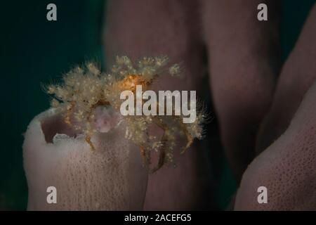 Spinosa grancevola (Achaeus spinosus). Subacqueo fotografia macro da Lembeh strait, Indonesia Foto Stock