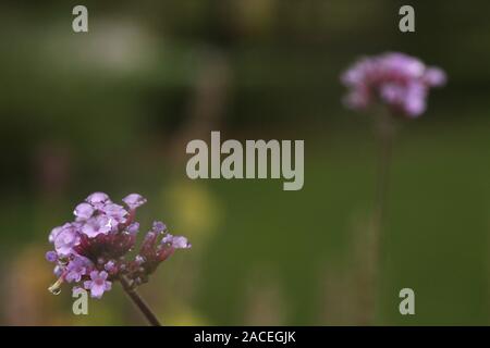 La verbena viola dopo una tempesta di pioggia holding goccioline di acqua Foto Stock