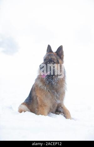 Shephered tedesco cane nella neve Foto Stock