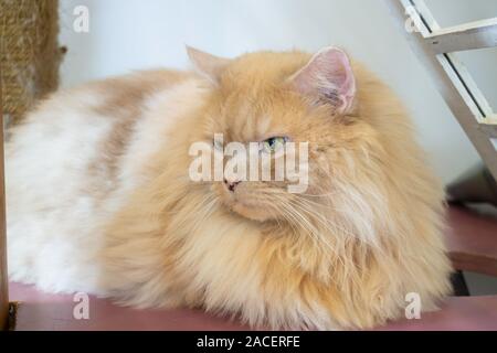 Il gatto domestico refrigerate in coffee shop, stock photo Foto Stock